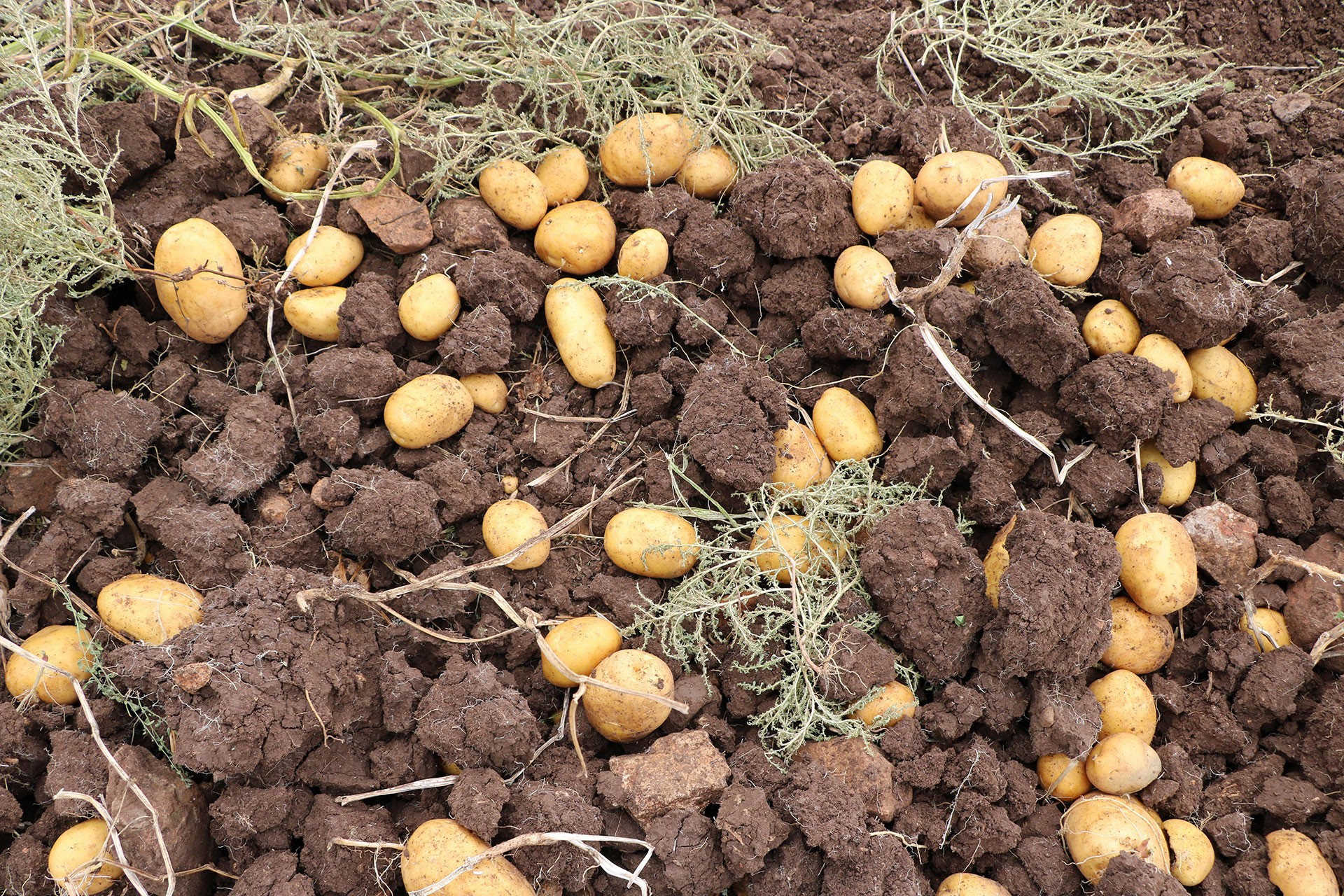 Patates Zararlıları ve Hastalıkları ile Mücadele